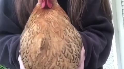 Here is a talented chicken