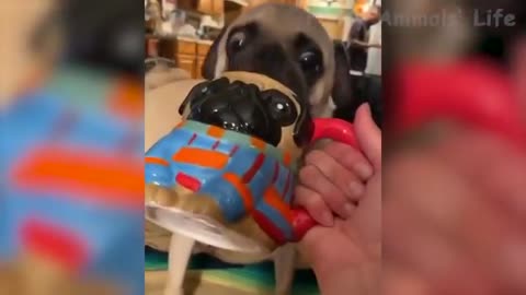 Watch this Cool Dog patiently wait for his lunch 🐶