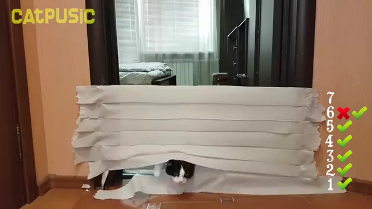 Cat vs Wall of Toilet Paper. New Challenge!!! #kittens #cats #viral #animals