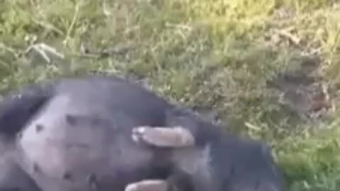 Drunk pig