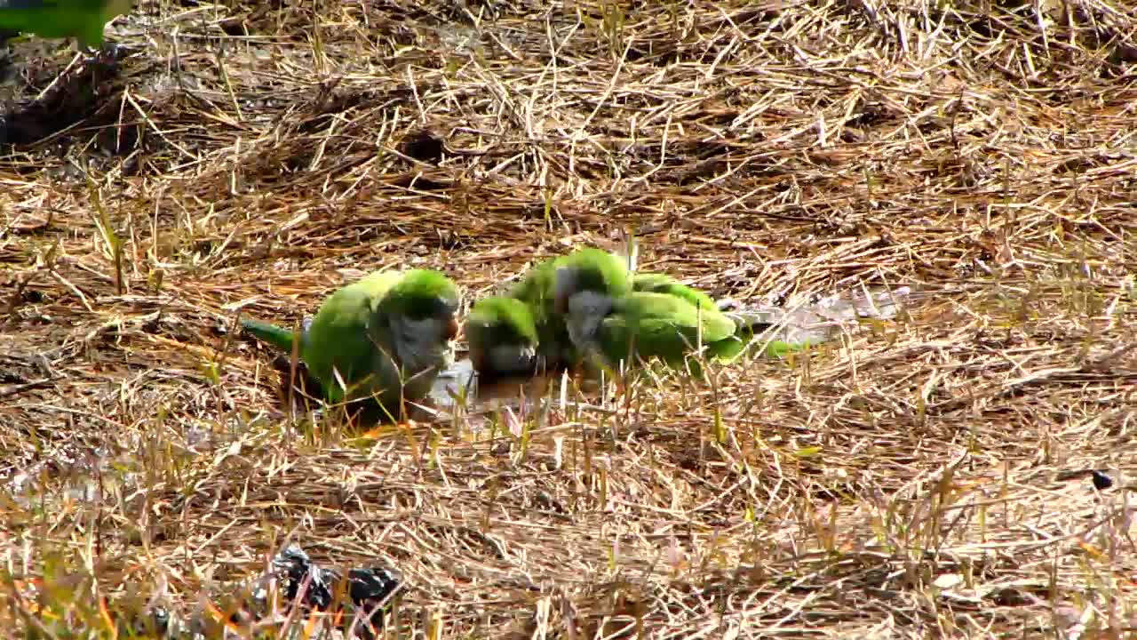 Wild Quaker Parrots Bathing