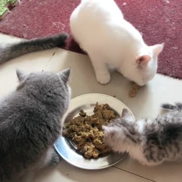 My breakfast cats