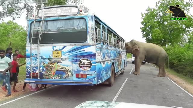 Elephants attack bus