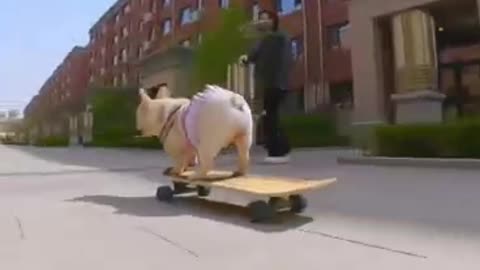 Skatedog 3