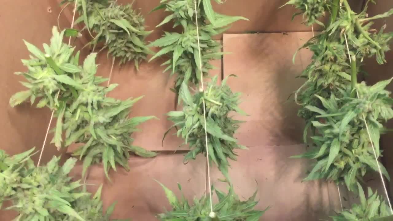 A Beginner's Explanation to Drying & Curing Buds