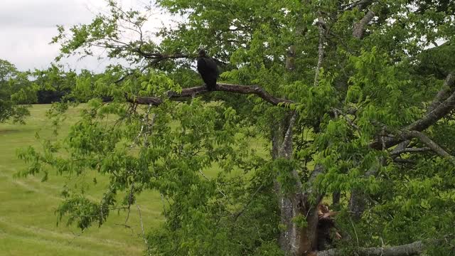 Buzzard Approach