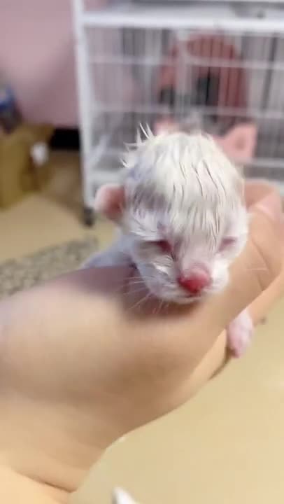 CHINA FUNNY VIDEO 🤣