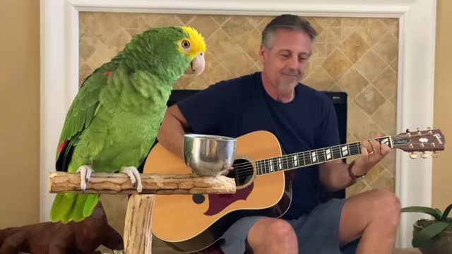 Birds (Parrot 🐦) Talent