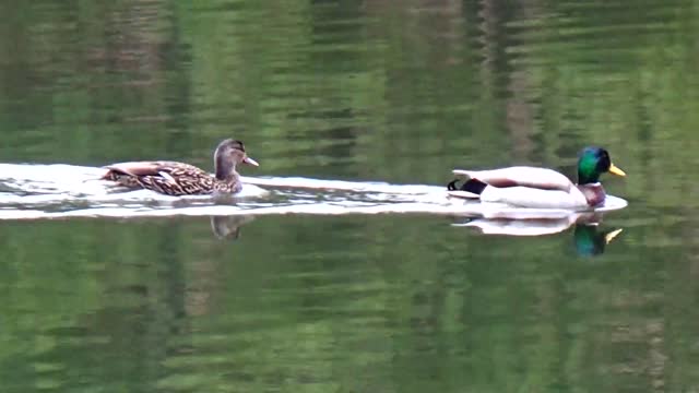 Swimming Ducks