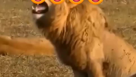 Buffalo 🦬🐃 vs Human
