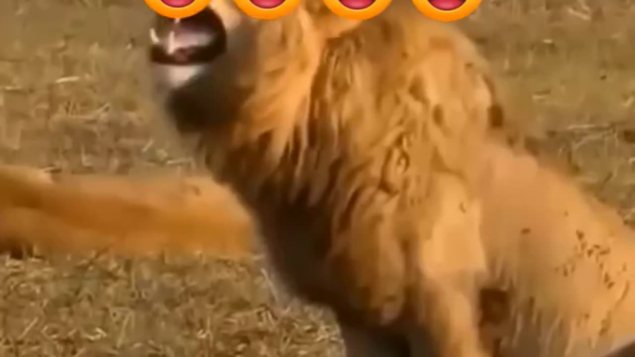 Buffalo 🦬🐃 vs Human