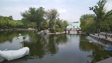 Lake And Cows