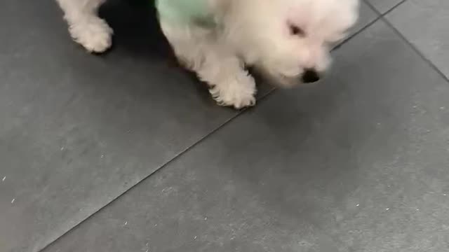 Such a cute little puppy.