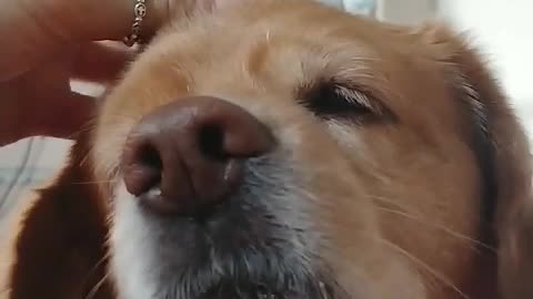 "Keep patting me."