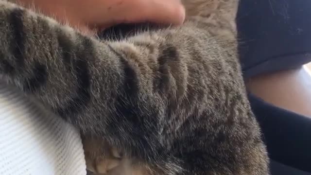 Grey cat enjoys being pet by owner wearing white shirt