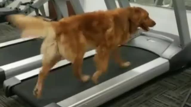 Would you please push the stop button for me😏I think that’s enough for today 🏋️♀️