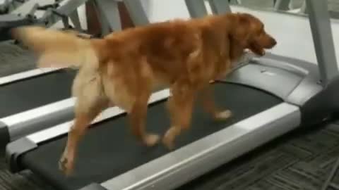 Would you please push the stop button for me😏I think that’s enough for today 🏋️‍♀️
