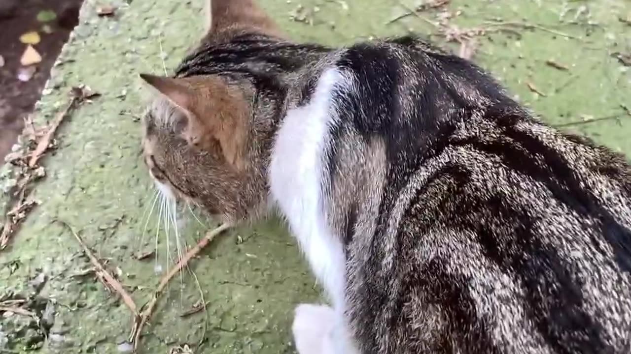 Cat walking forests 🐈😺