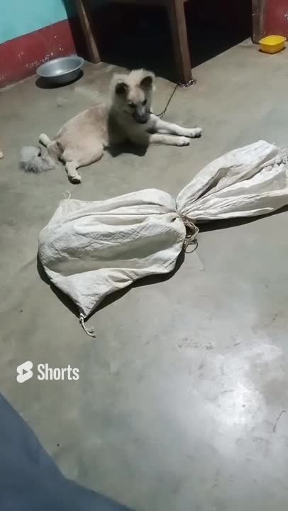 DOG PLAYING WITH STRANGE ANIMAL | CUTE DOG | KIND DOGIE