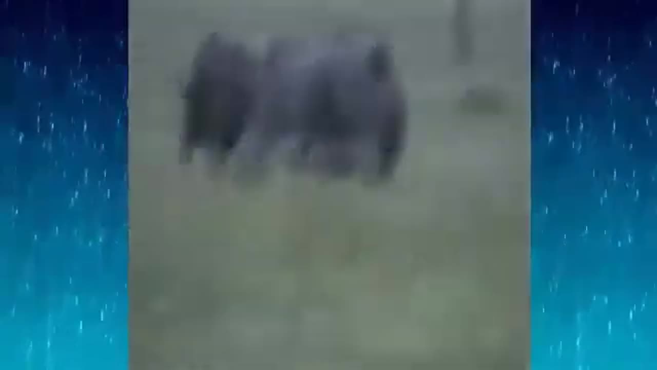 do you know animals Rhino vs Cape Buffalo Original Film