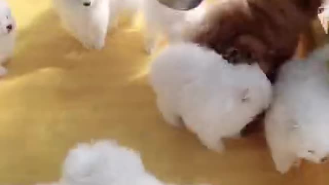 Animals Real 😹 - Best Of The 2020