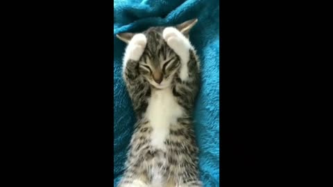 Cute cat sleeping 😴