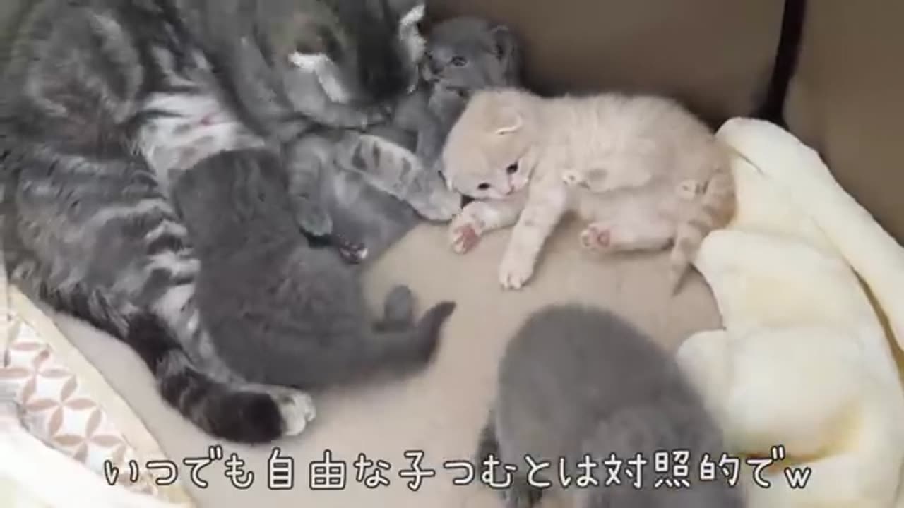 Offense and defence between kittens