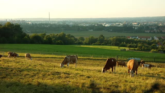 Cows Eating