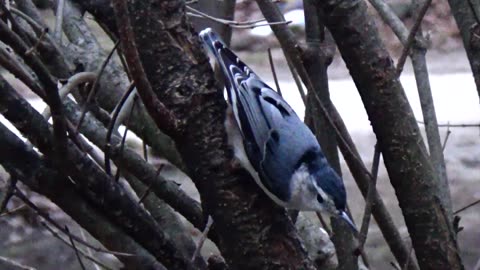 Nuthatch