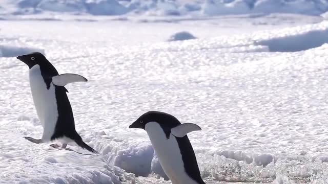 Jumping Adelie penguins