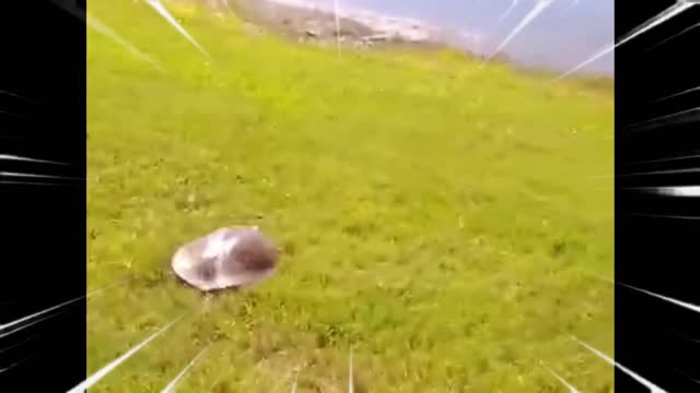 Funny turtle running pt 2