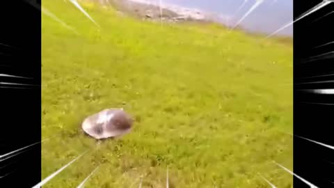 Funny turtle running pt 2