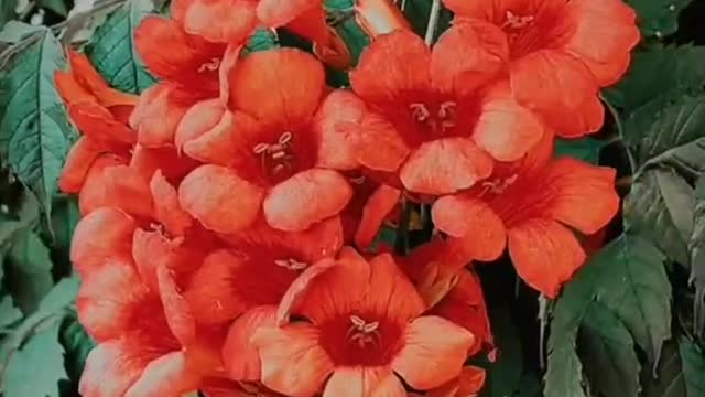 Trumpet creeper