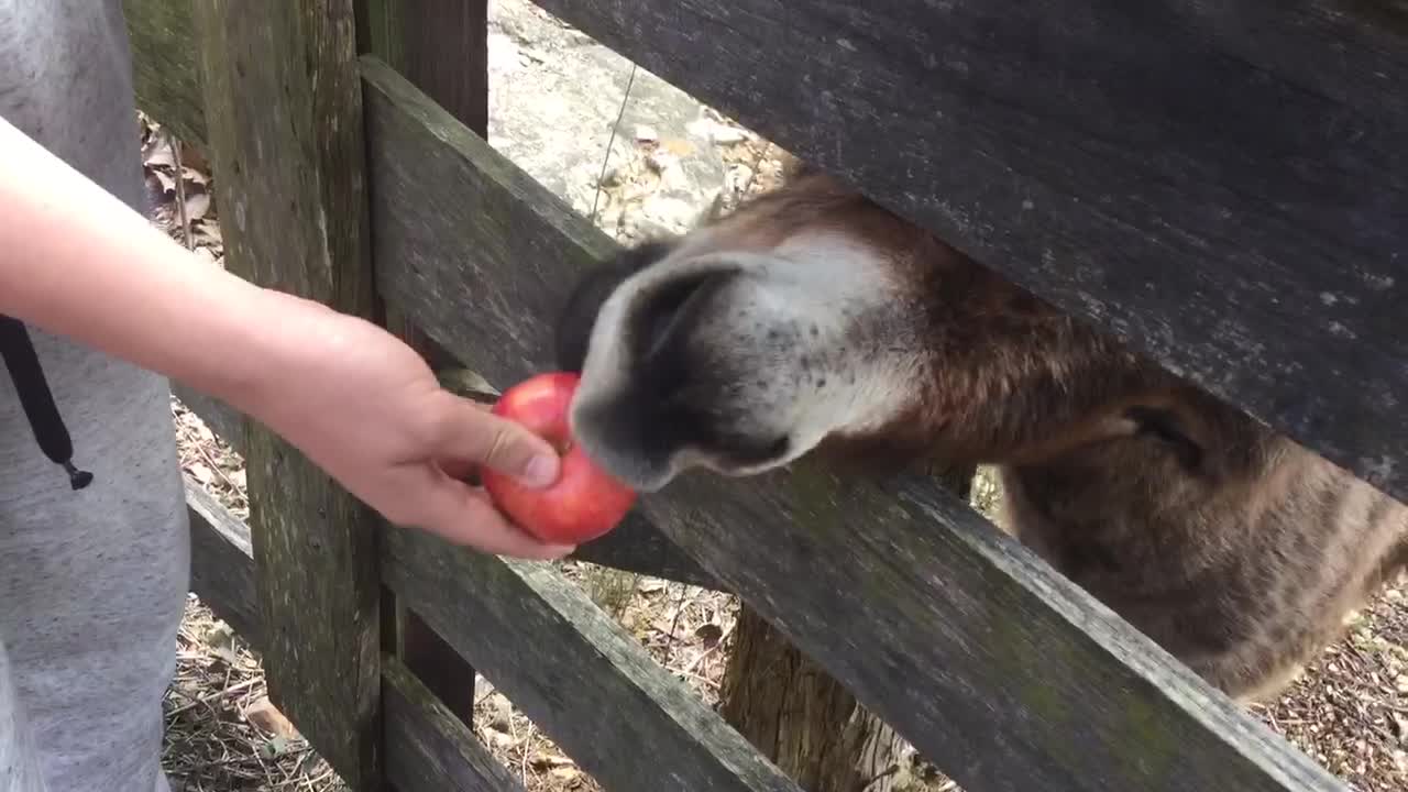 Donkey try’s to eaten a hole apple