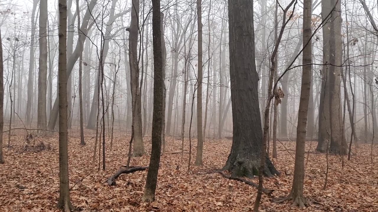 Foggy Morning in Southeast Michigan Forest