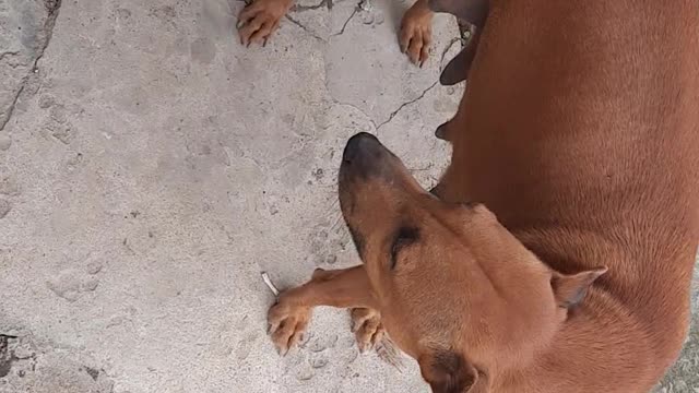 The pregnant dog was very happy to meet the owner.