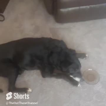 Update on my Dog and Dad being sick