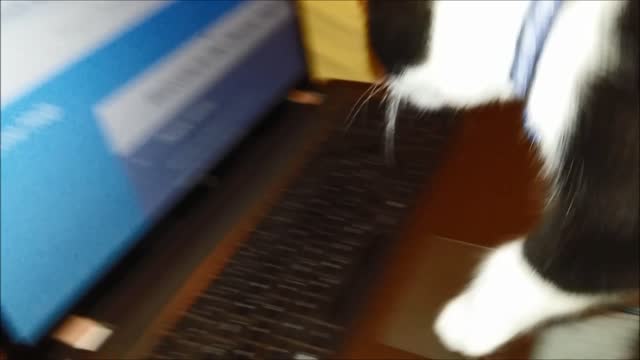 Kitten Srečko on computer for the first time