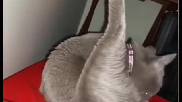 Funny Pet (Tiktok) #pet #funny #funnypet #petfunnyvideo #shortvideo