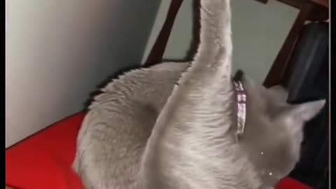 Funny Pet (Tiktok) #pet #funny #funnypet #petfunnyvideo #shortvideo