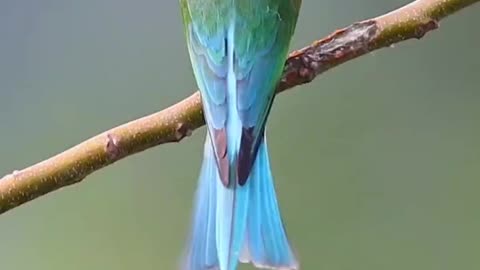 Most shocking colourful Birds