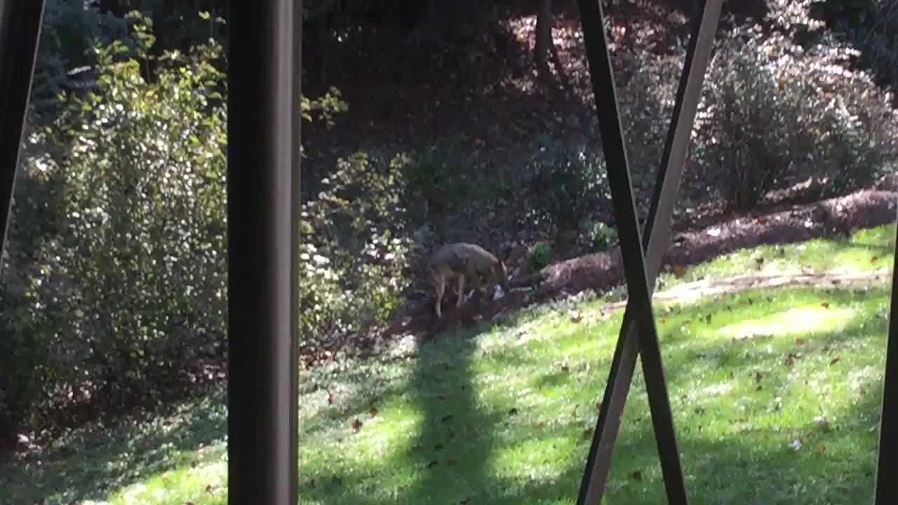 Rottie VS Coyote-WELL-BEHAVED DOG TRAINING COURSE IS HERE!!