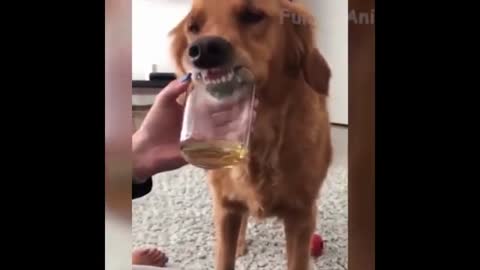 Funny Dog Clip lick Glas