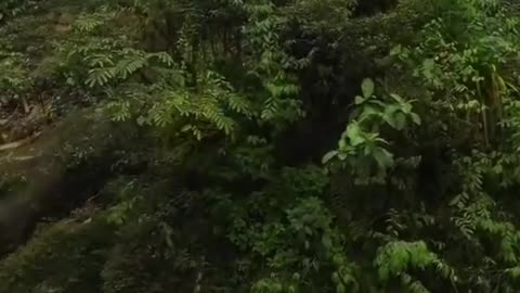 Amazônas