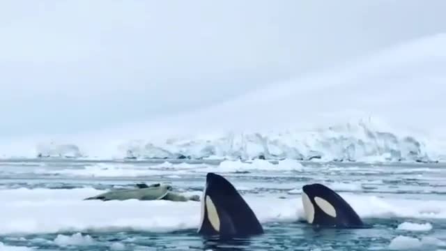 orcas spy on seals