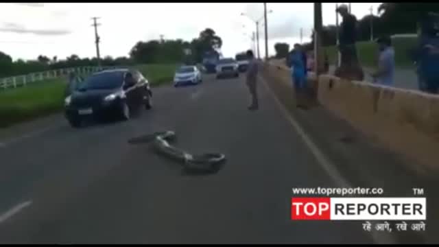 Traffic halts as giant anaconda crosses road in Brazil video goes viral I Topreporter news