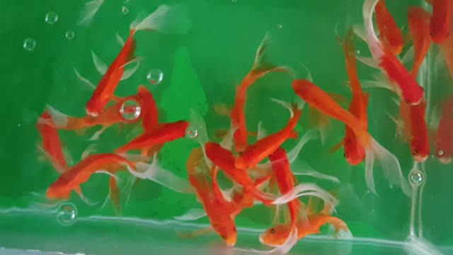 The colorful fishes are very lovely