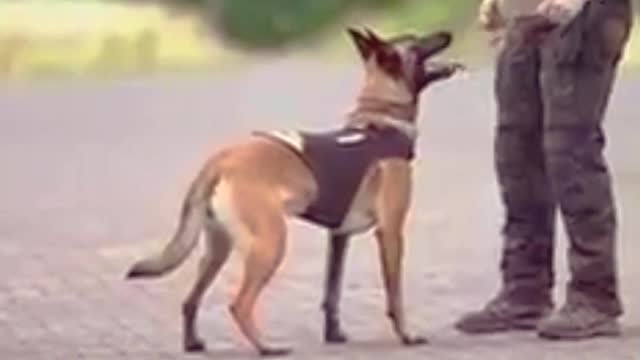 Smart dog training/dog training tricks/dog training/ dog/