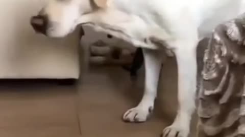 funny Pet video