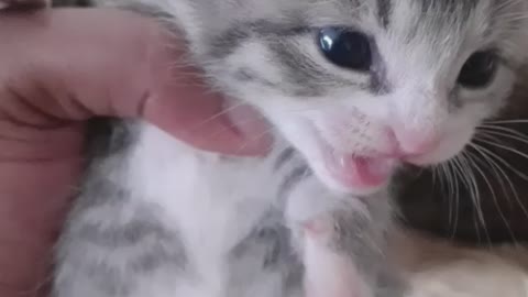 Sound made by kitten